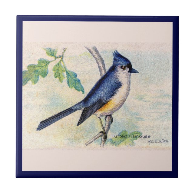 Carreau Carrelage en céramique bleu Tufted-Titmouse (Devant)