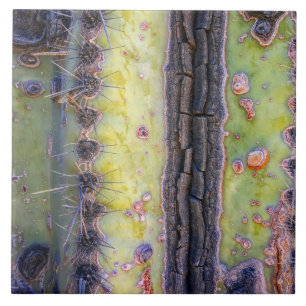 Carreau Carrelage en céramique Cactus