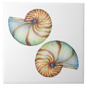Carreau Carrelage en céramique - Coques de mer