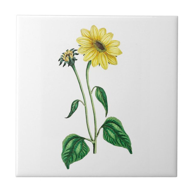 Carreau Carrelage en céramique d'une marguerite jaune (Devant)