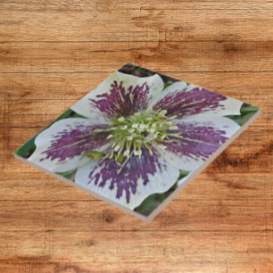 Carreau Carrelage en céramique florale Hellebore Rose Lent