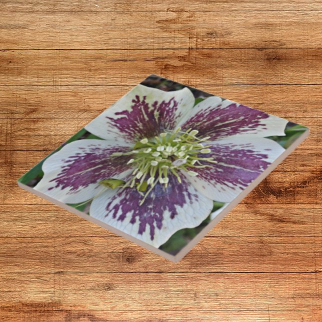 Carreau Carrelage en céramique florale Hellebore Rose Lent (In Situ)