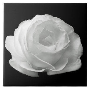 Carreau Carrelage en céramique noire Rose blanche Arrière 