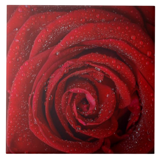 Carreau Carrelage en céramique Red Rose (Devant)