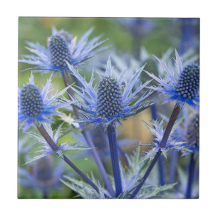 Carreau Carrelage en céramique Sea Holly 'Big Blue'