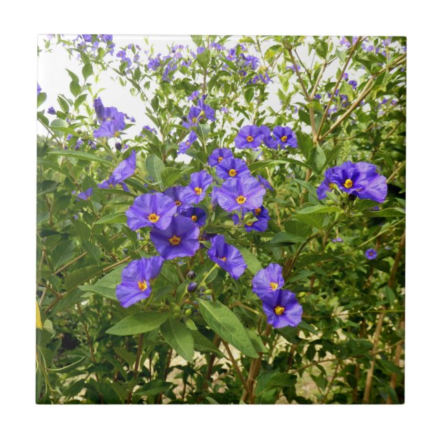 Carreau Carrelage en céramique Sisyrinchium Angustifolium (Devant)