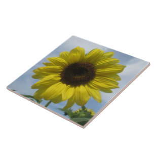 Carreau Carrelage en céramique - Sunflower Summer Sky