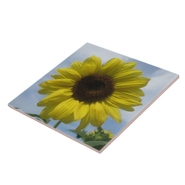 Carreau Carrelage en céramique - Sunflower Summer Sky (Côté)