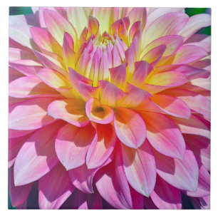 CARREAU CARRELAGE, FLEURIE, RAPIDEMENT DE DAHLIA ROSE ET J