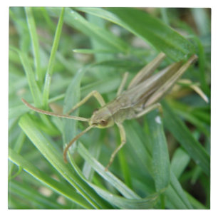 Carreau Carrelage Grasshopper