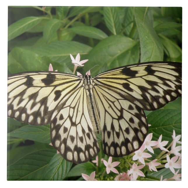 Carreau Carrelage Papier Papier Papillon (Devant)