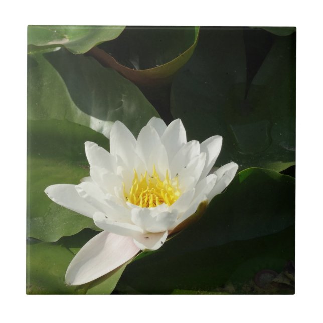 Carreau Carrelage photo floral Lotus blanc (Devant)