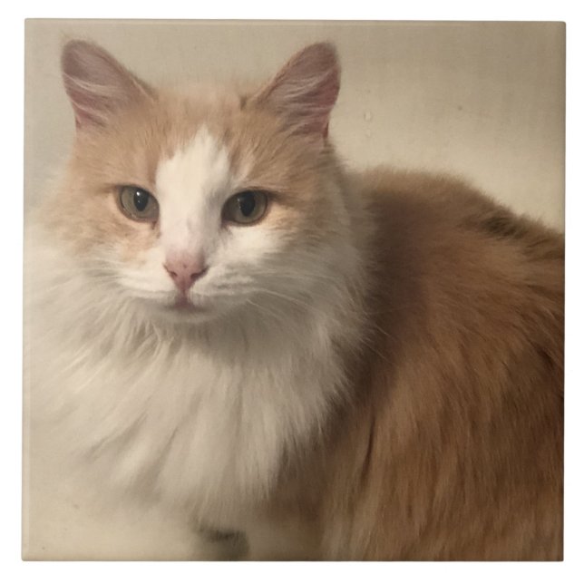 Carreau Cat (Devant)