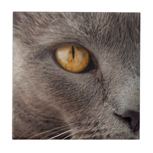 Carreau Cat Fermer Carrelage décoratif