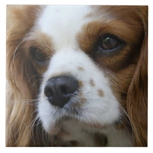 Carreau Cavalier Roi Charles Spaniel 2 Pet Love, KEEPSAKE