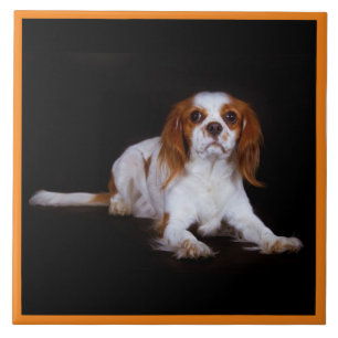 Carreau Cavalier Roi Charles Spaniel, Amour des animaux, K