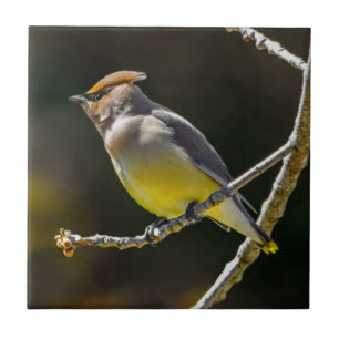 Carreau Cèdre cire Songbird Photo originale Oiseau sauvage