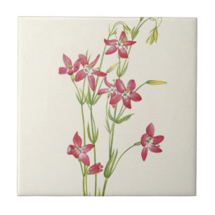 Carreau Centaurium rose par Mary Vaux Walcott