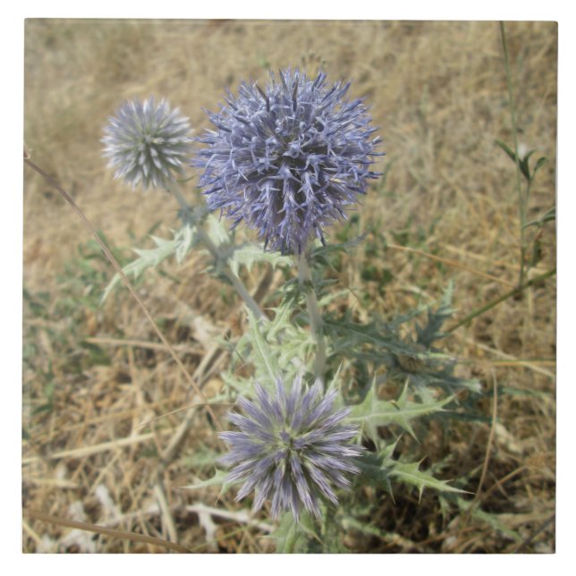 Carreau céramique chardon fleur bleue (Devant)