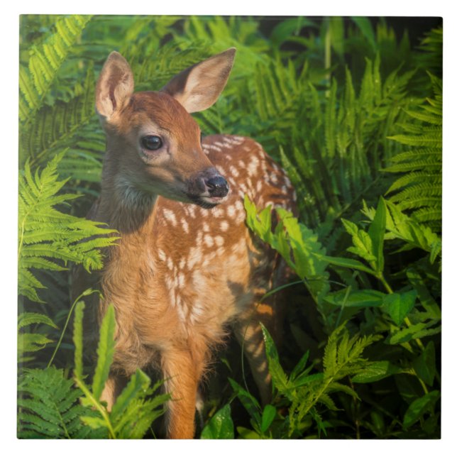 Carreau Cerf à queue blanche faon | Minnesota (Devant)