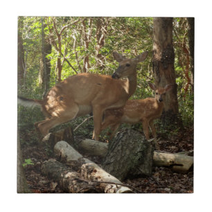 Carreau Cerf et Biche au Parc National de Shenandoah