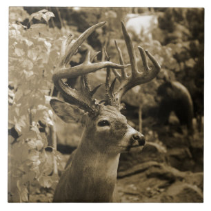 Carreau Cerfs communs de trophée