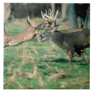 Carreau Cerfs communs fonctionnant dans la forêt