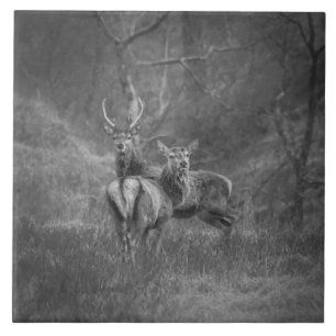 Carreau Cerfs communs rouges et mâle sauvages en Ecosse