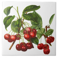 Cerises botaniques vintages Imprimer en blanc