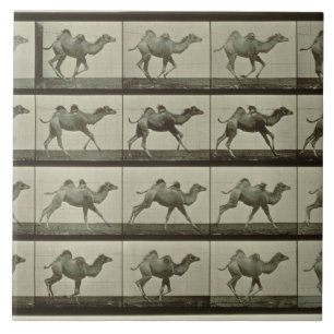 Carreau Chameau, plat "de la locomotion animale", 1887