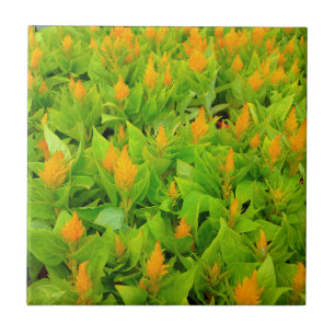 Carreau Champ de Celosia
