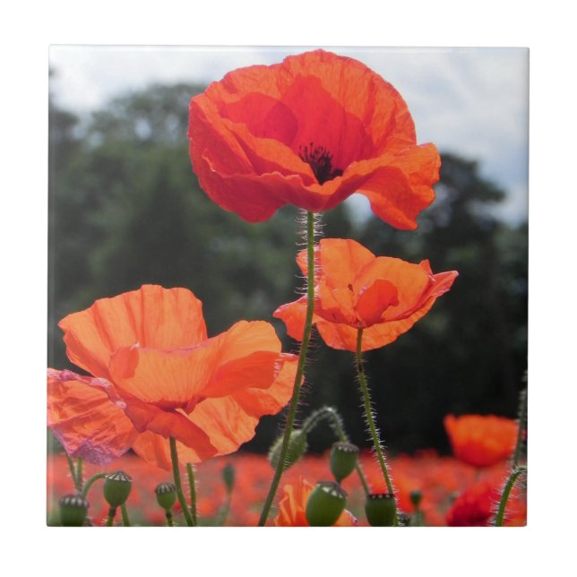 Carreau Champ de pavot, Fleurs Rosy Tangerine (Devant)
