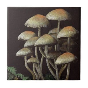 Carreau Champignons