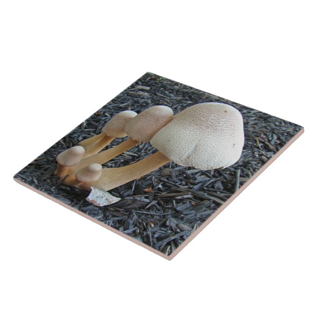Carreau Champignons en Mulch - Leucoagaricus americanus (Côté)