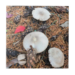 Carreau Champignons et cônes de pin