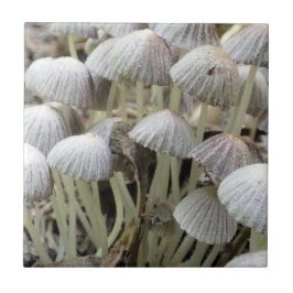 Carreau Champignons forestiers