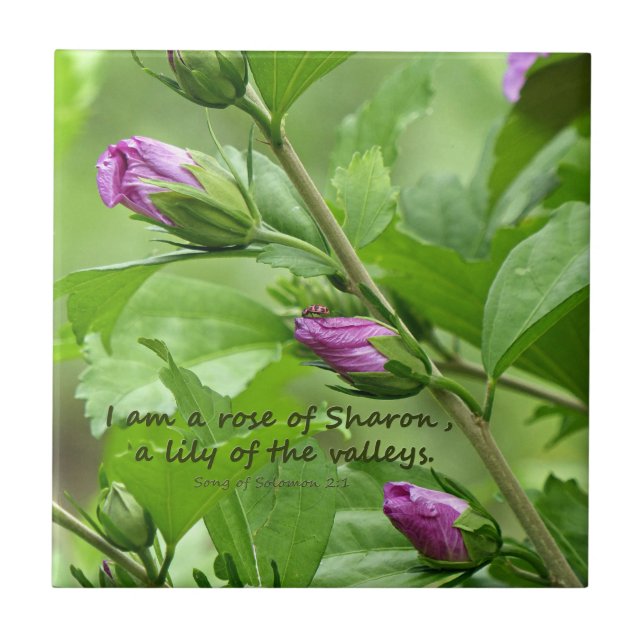 Carreau Chanson de Salomon 2:1 (Devant)