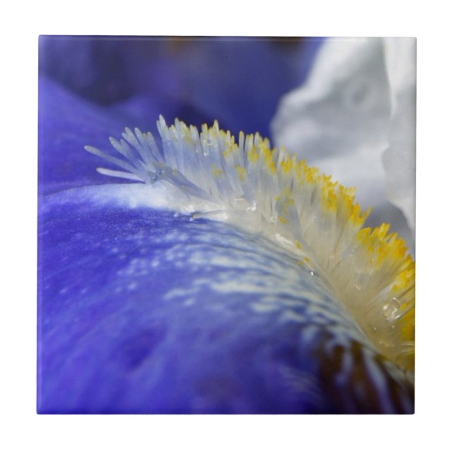 Carreau Chantez le blues ! (Devant)