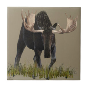 Carreau Charging Bull Moose