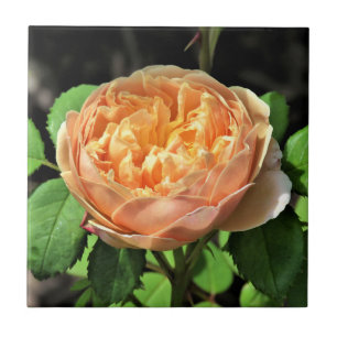 Carreau Charles Darwin Rose, du jaune au blanc