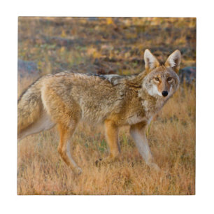 Carreau Chasse au coyote (Canis Latrans)