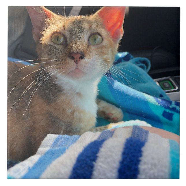 Carreau Chat  (Devant)