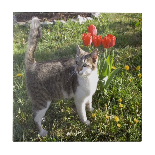 Carreau Chat avec des tulipes (Devant)