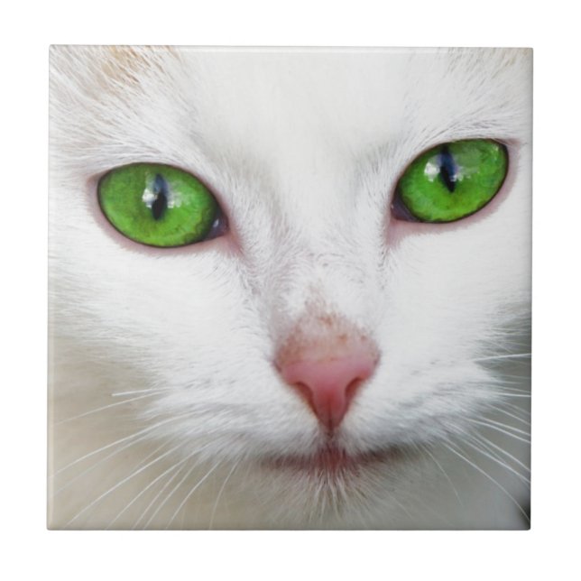 Carreau Chat blanc à l'oeil vert (Devant)