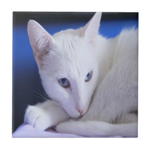 Carreau Chat blanc aux yeux bleus