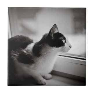 Carreau Chat regardant dehors