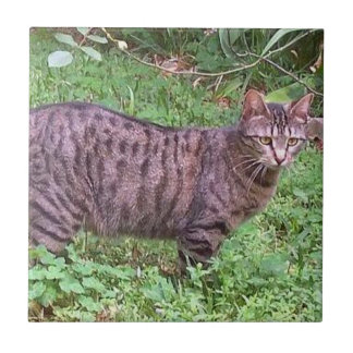 Carreau Chat tigré Brown dehors