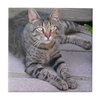 Carreau Chat tigré Brown dehors