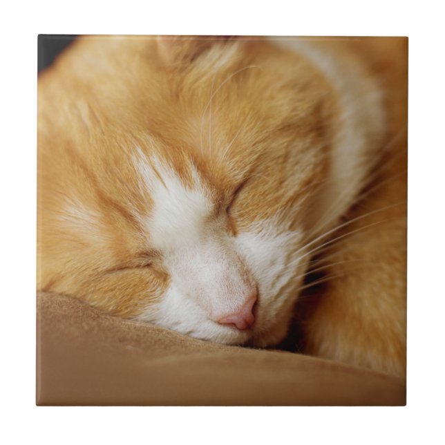 Carreau Chaton couchant (Devant)