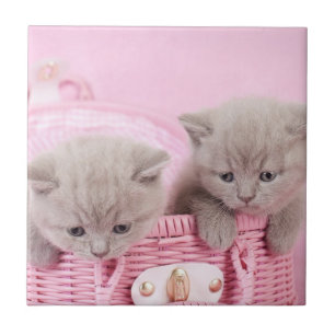 Carreau Chatons britanniques de shorthair